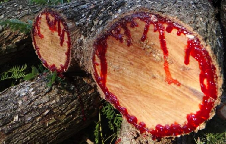 Dragon's Blood Sap
