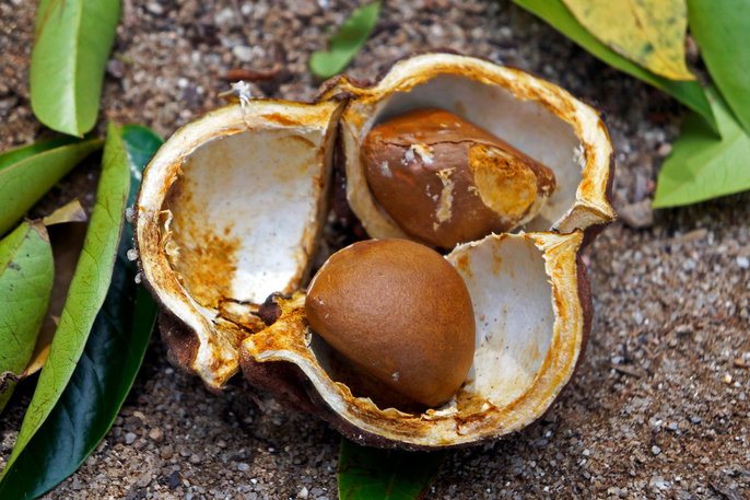 Andiroba Oil