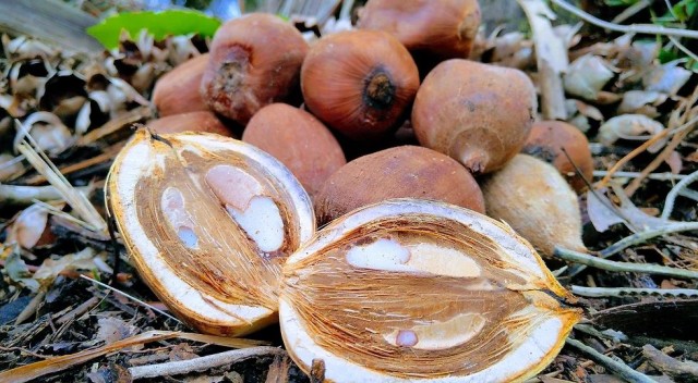 Babassu Oil