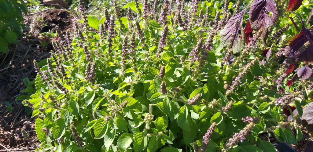 Basil Essential Oil — High Linalool