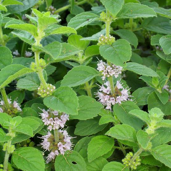 Brazilian Cornmint Essential Oil