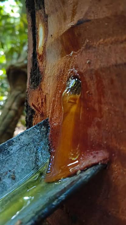 Copaiba Oleoresin / Balsam