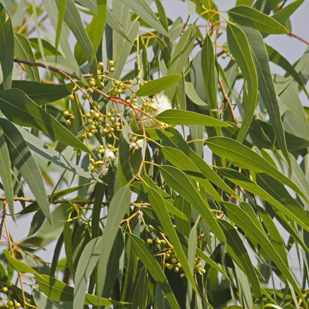 Eucalyptus Citriodora Essential Oil