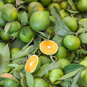 Green Mandarin Essential Oil