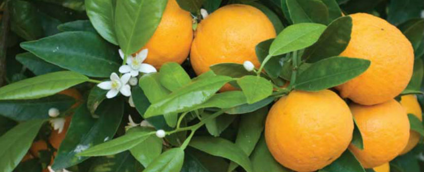 Orange Essential Oil