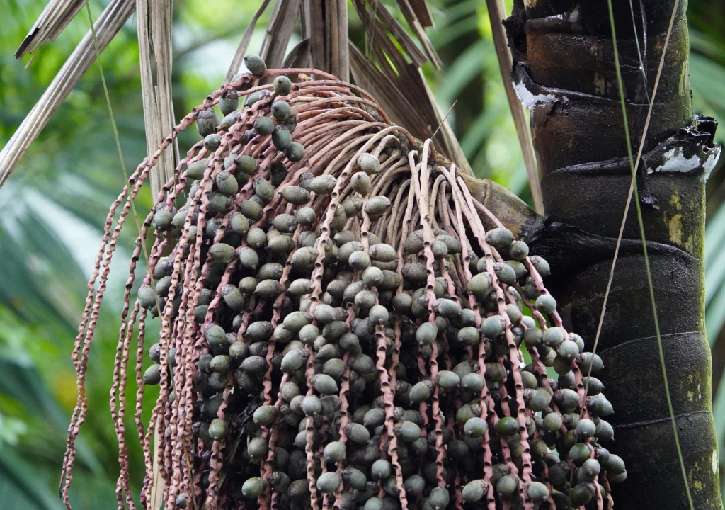 Patauá Oil