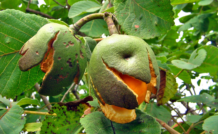 Pequi Oil