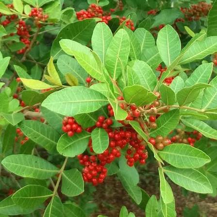 Pink Peppercorn Essential Oil