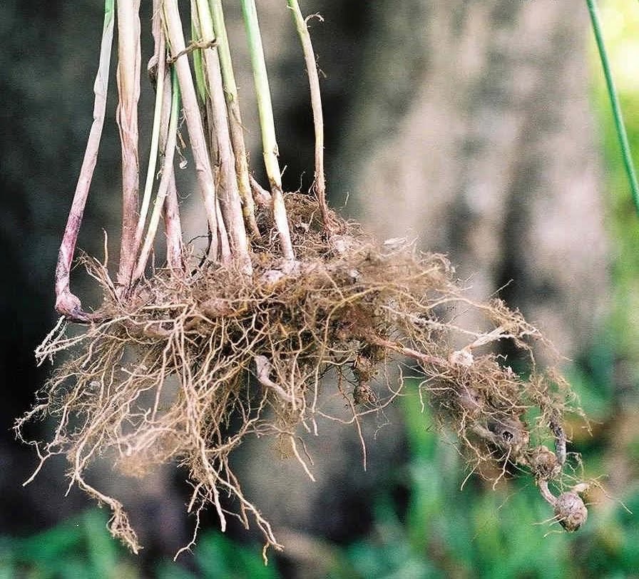 Priprioca Essential Oil