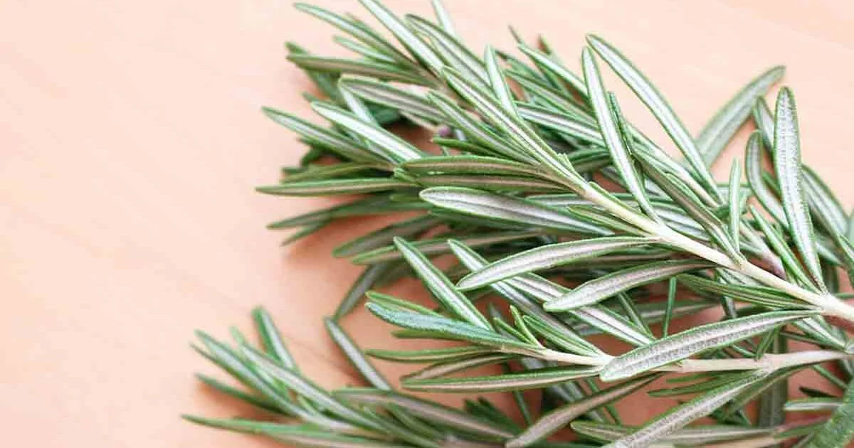 Rosemary Essential Oil