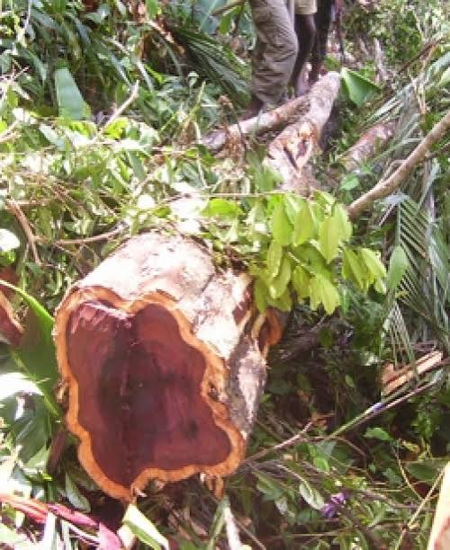 Rosewood Essential Oil