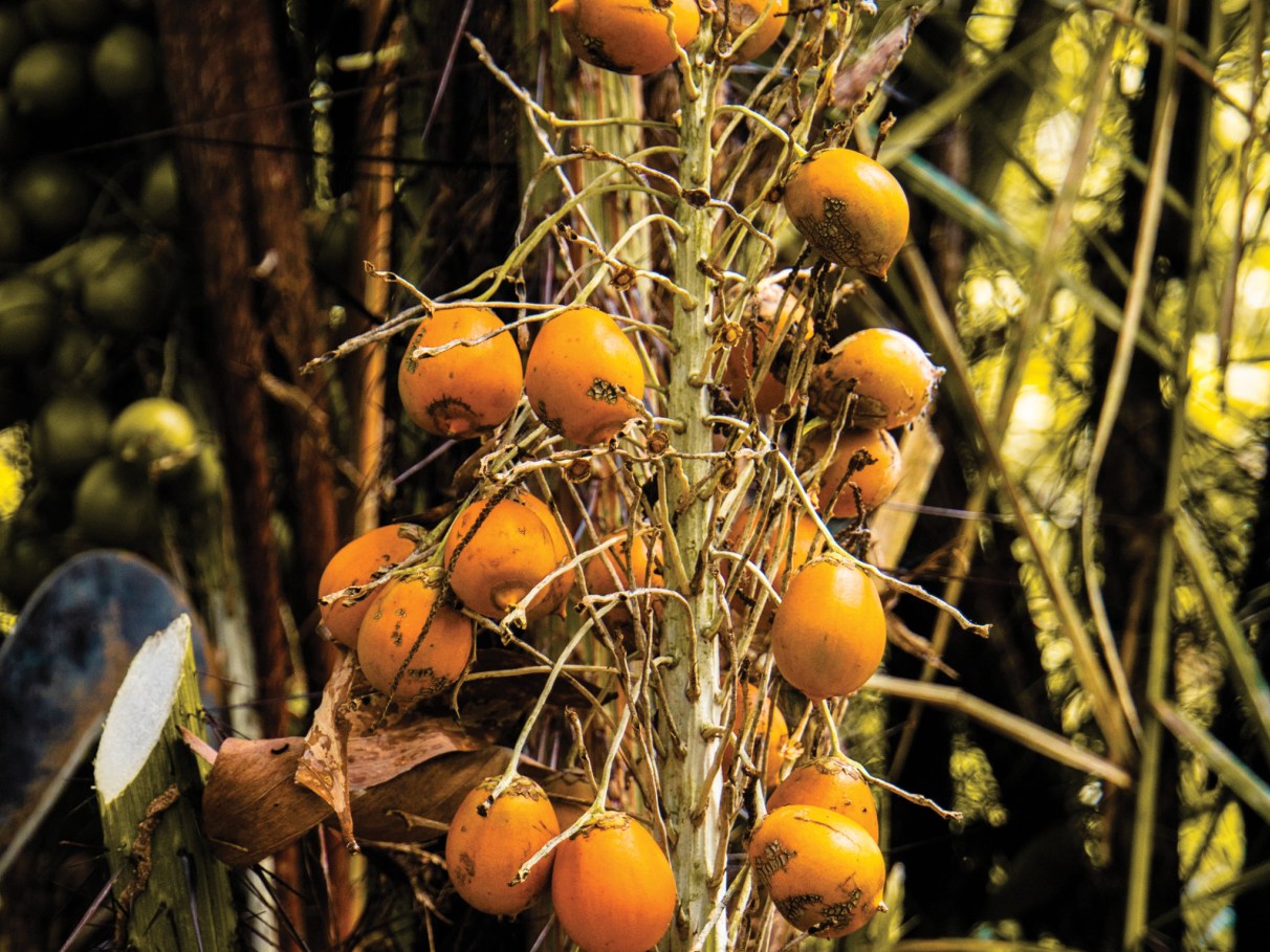 Tucuma Butter