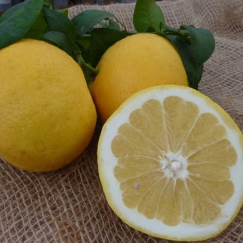 White Grapefruit Essential Oil