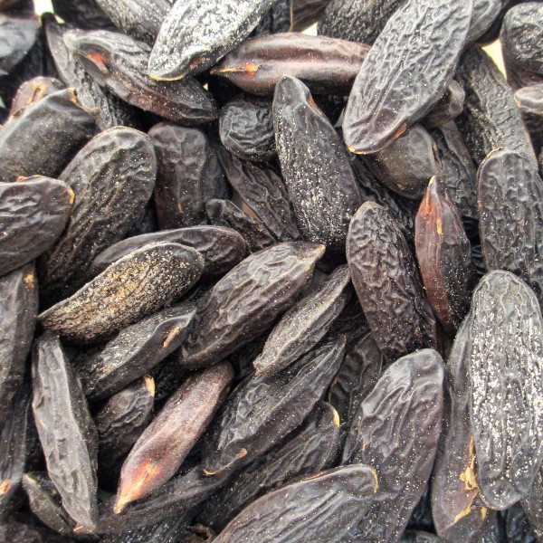 Tonka Bean (Cumaru)